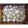 Fresh Pure White Garlic 2019